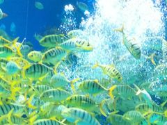 -芜湖新华联大白鲸海洋公园