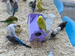 -怪兽屋·羊驼·猫咖·狗咖(俊华广场店)