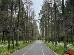 -东平国家森林公园