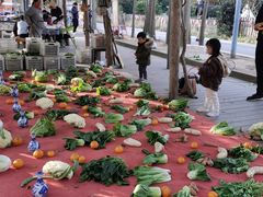 -前小桔亲子创意农场·草莓采摘·露营烧烤