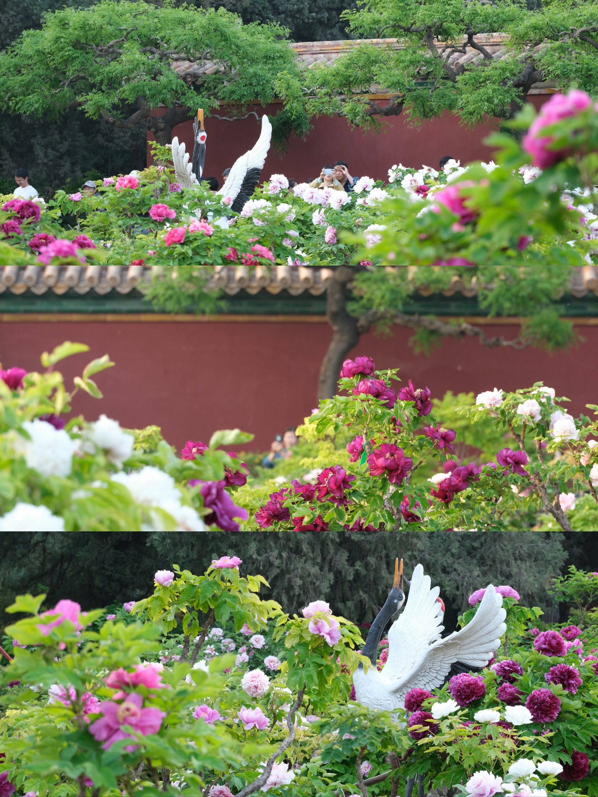 北京|牡丹花开冠群芳