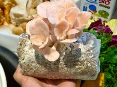 -名善山珍·野生菌汤锅(文殊院店)