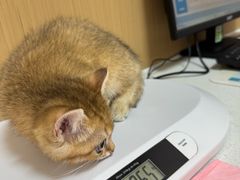 -瑞派康怡24h宠物医院·犬猫医疗中心·微创绝育(瑞景分院)