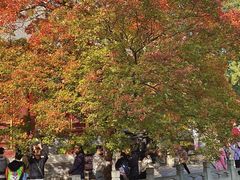 -香山公园