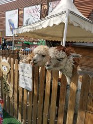 -萌宠亲子动物乐园(槐房万达店)