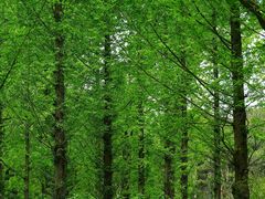 -国家植物园南园