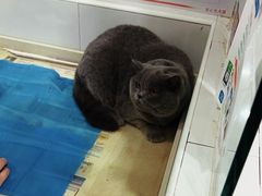 -芭比堂动物医院(广州爱宠下渡路分院)