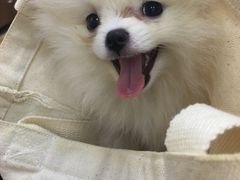 -瑞鹏宠物医院·爱宠堂·骨外专科(西荷分院)