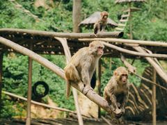 -西双版纳原始森林公园