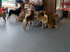 闻到鸡腿香味的柴们-柴源莊·柴小宠柴犬咖啡