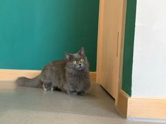-飞行喵MR PILOT|猫舍·猫咖(静安大融城店)