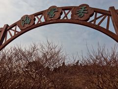 -香雪海