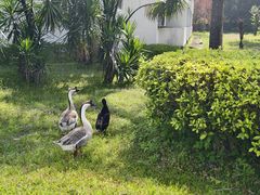 -福建鲤鱼洲酒店