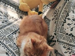 -平行世界·猫咖(首经贸店)