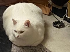 -北京赛佳动物医院