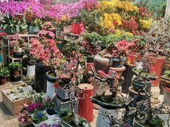 -双季花艺园艺市场(浦东店)