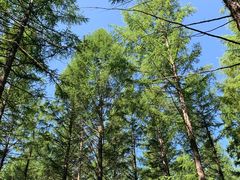 -塞罕坝国家级自然保护区