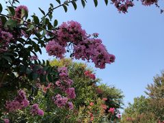 -武汉紫薇都市田园