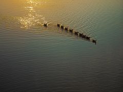-盐城丹顶鹤湿地生态旅游区
