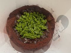 -喜茶(迪士尼小镇DP店)