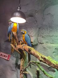 -Zoolung Zoolung动物主题公园(海信广场店)