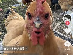 -白纸坊美式炸鸡