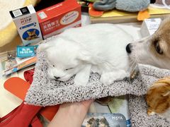 -上海第一八佰伴