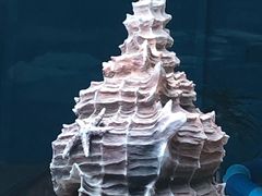 -青岛东方影都融创水世界