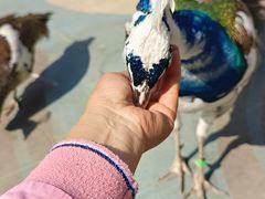 -西双版纳原始森林公园