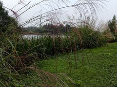 -白鹭湾湿地公园