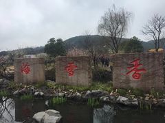 -香雪海