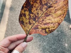 -桤木河湿地公园