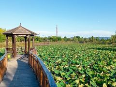 -羊亭河湿地公园