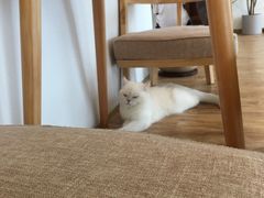 -猫小主咖啡·猫咖cat cafe(福田店)