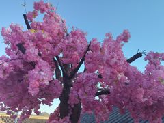 -丽江植物园
