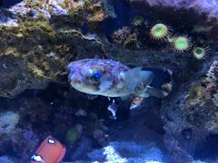 -西雅图水族馆
