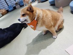 -逗柴咖啡屋·狗咖猫咖宠物桌游