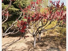 -大兴滨河森林公园