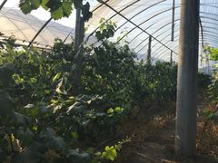 -马陆小张葡萄园农家乐