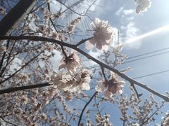 -桃花堤公园