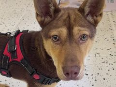-瑞派康怡24h宠物医院·犬猫医疗中心·微创绝育(瑞景分院)