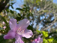 -梧桐山风景名胜区