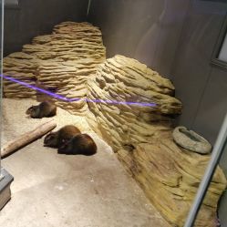 -未来动物城动物主题公园(大悦城店)