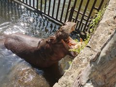 -海南热带野生动植物园