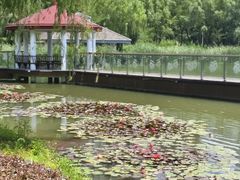 -新虹桥中心花园