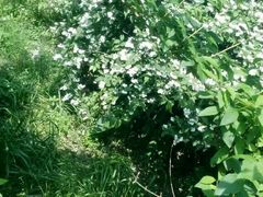 -艾溪湖湿地公园