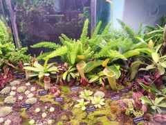 -中国科学院西双版纳热带植物园