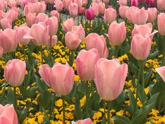 -丹东路渡口(轮渡站)