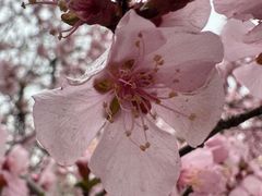 -桃花堤公园