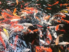 -南宫五洲植物乐园